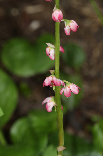 Pyrola asarifolia