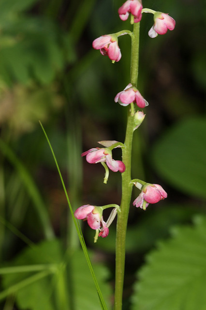 Pyrola asarifolia