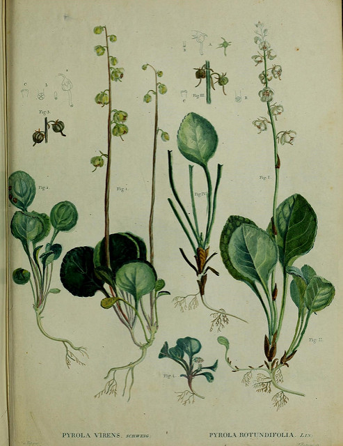 Pirole verdâtre (Pyrola chlorantha)