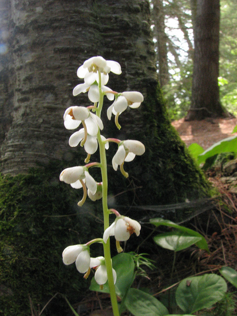 Pyrola elliptica (Pyrola elliptica)