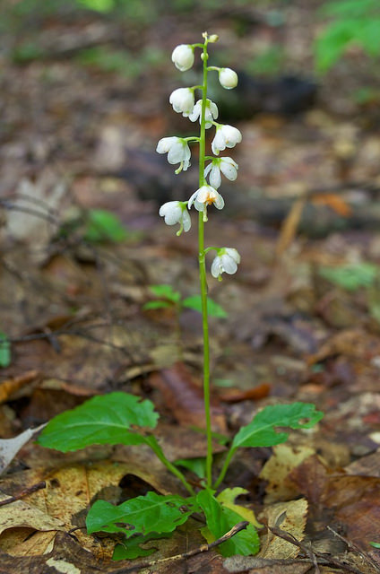 Pyrola elliptica