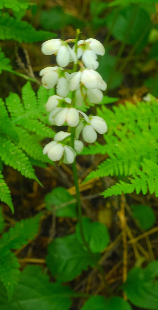 Pyrola elliptica