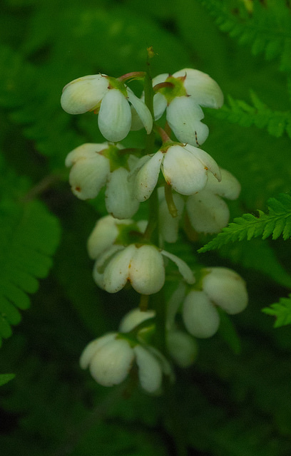 Pyrola elliptica