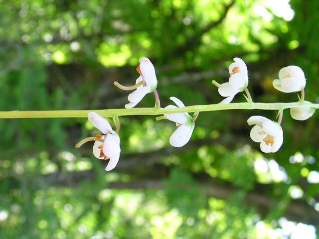 Pyrola elliptica