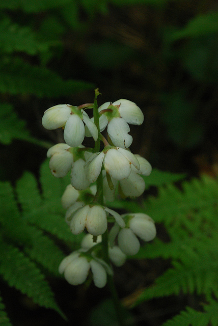 Pyrola elliptica