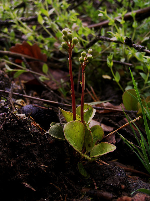 Pirole intermédiaire (Pyrola media)