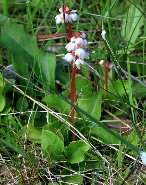 Petite pirole (Pyrola minor)