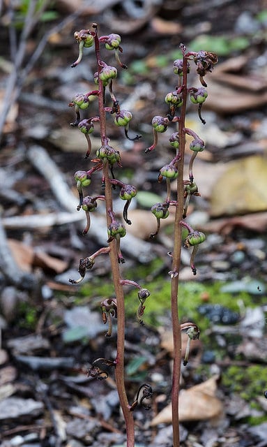 Pyrola picta