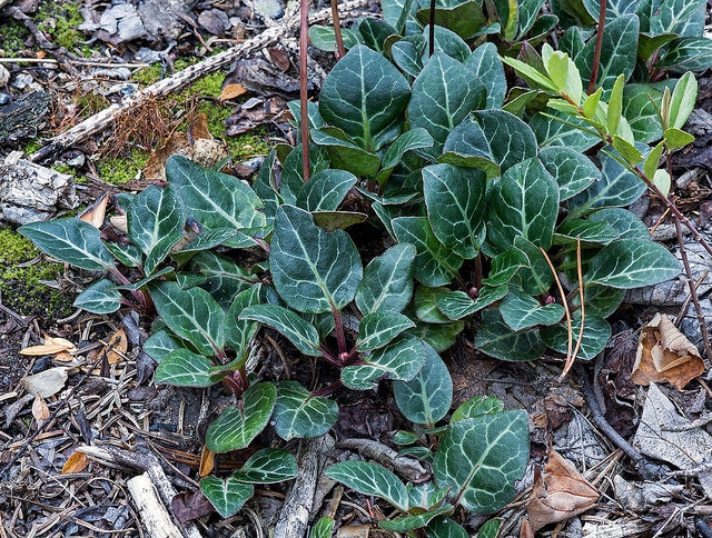 Pyrola picta