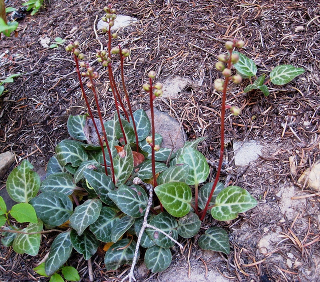 Pyrola picta