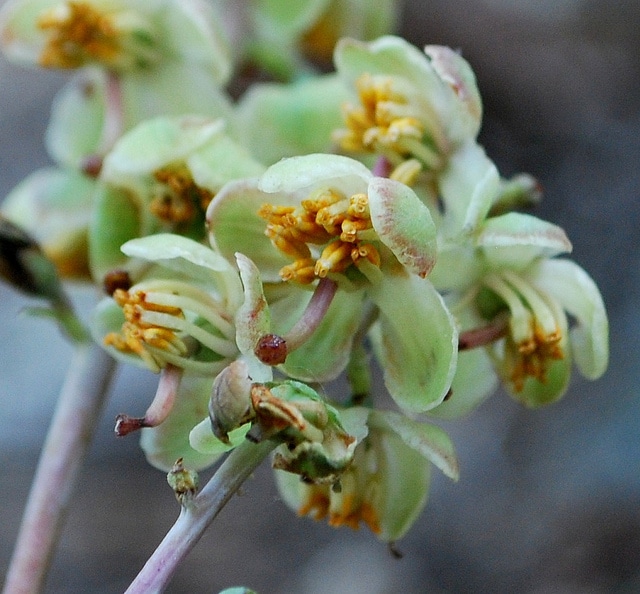 Pyrola picta