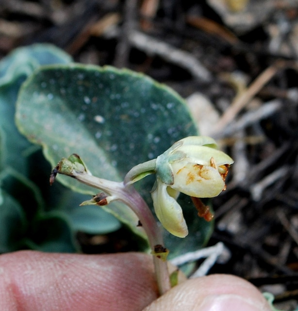 Pyrola picta