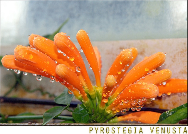 Liane aurore (Pyrostegia venusta)