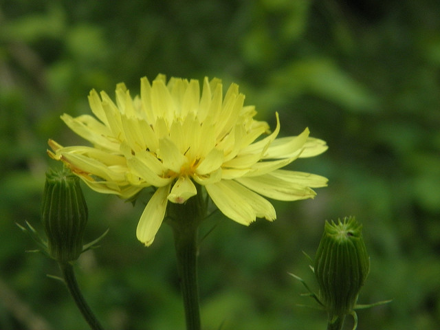 Pyrrhopappus carolinianus (Pyrrhopappus carolinianus)