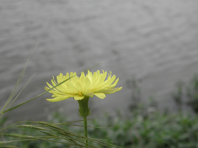 Pyrrhopappus carolinianus