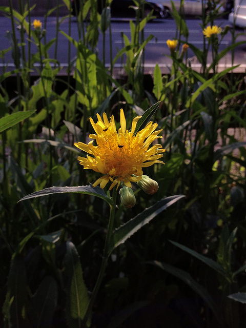 Pyrrhopappus carolinianus
