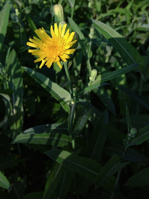 Pyrrhopappus carolinianus