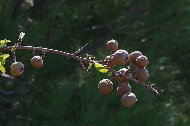 Pyrus amygdaliformis