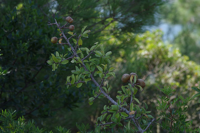 Pyrus amygdaliformis