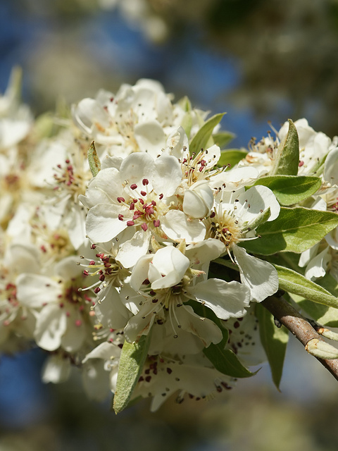Pyrus amygdaliformis