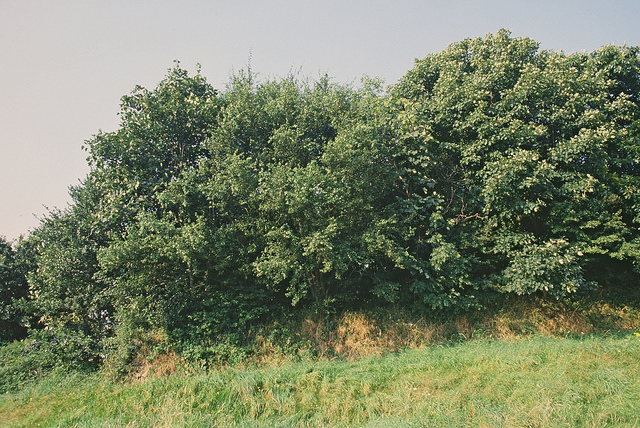 Poirasse (Pyrus cordata)