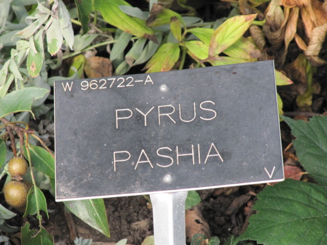 Pyrus pashia