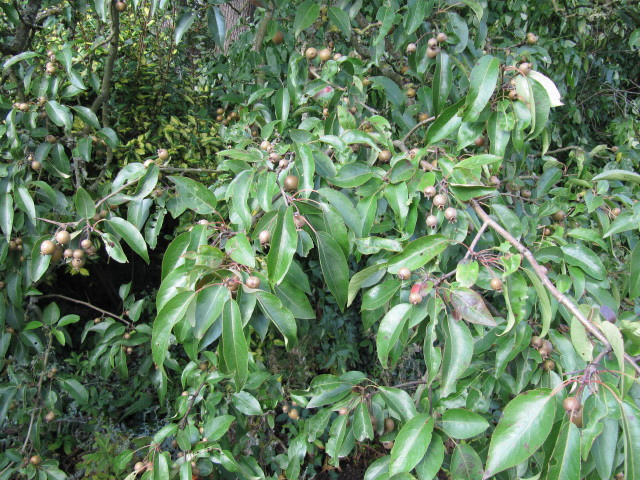 Pyrus pashia (Pyrus pashia)