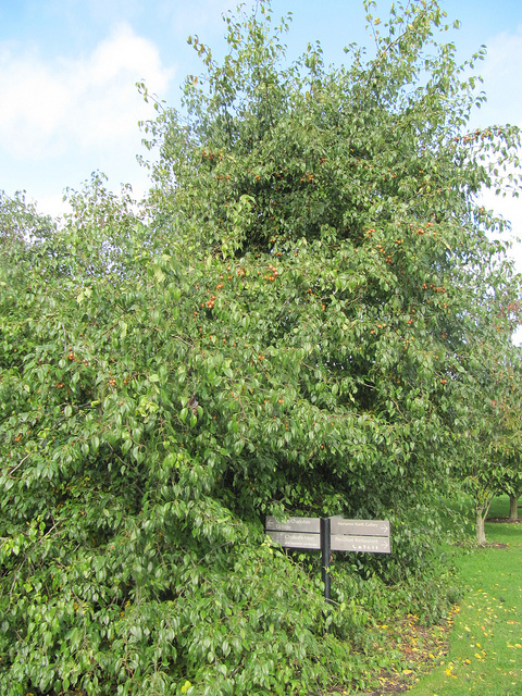 Pyrus phaeocarpa (Pyrus phaeocarpa)