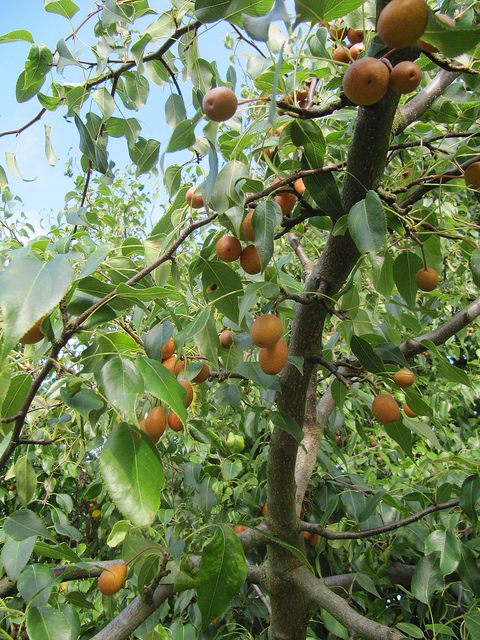 Pyrus phaeocarpa