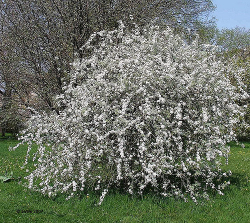 Poirier à feuilles de saule
