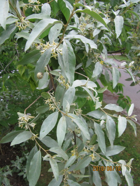 Poirier à feuilles de saule