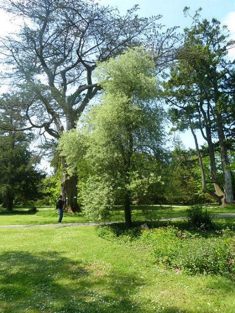 Poirier à feuilles de saule