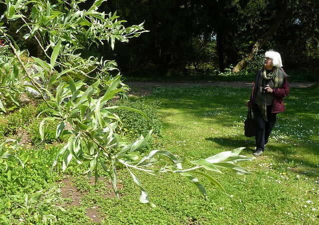Poirier à feuilles de saule (Pyrus salicifolia)