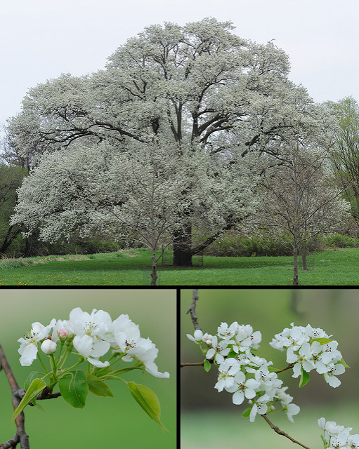 Pyrus ussuriensis