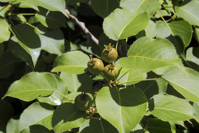Pyrus ussuriensis (Pyrus ussuriensis)
