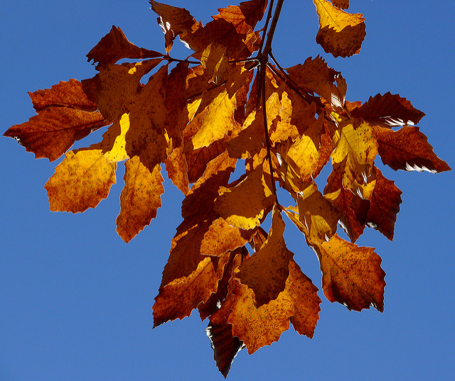 Quercus aliena
