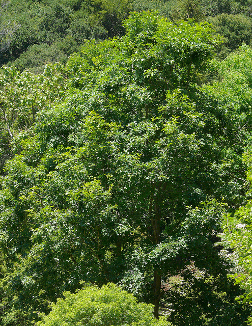 Quercus aliena