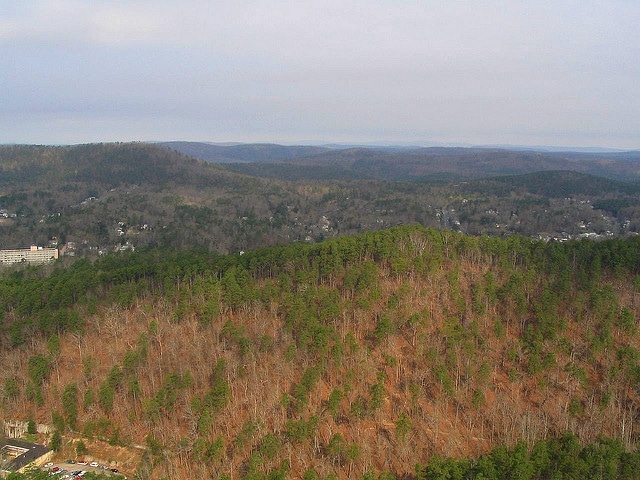 Quercus arkansana