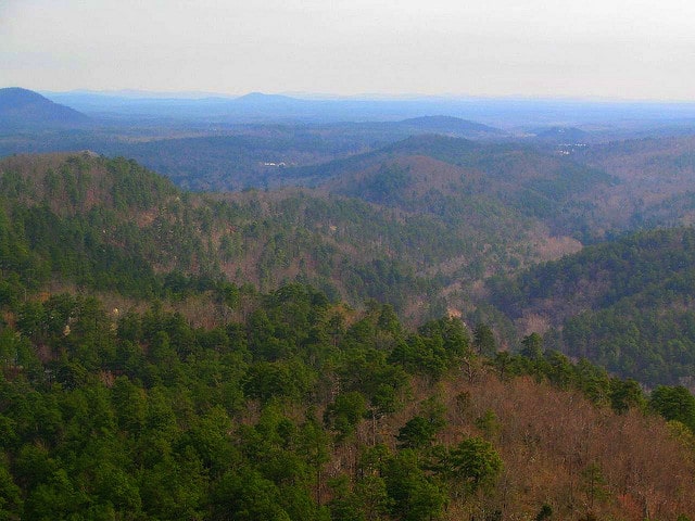 Quercus arkansana