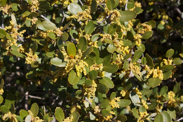Quercus berberidifolia