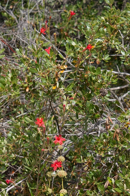 Quercus berberidifolia