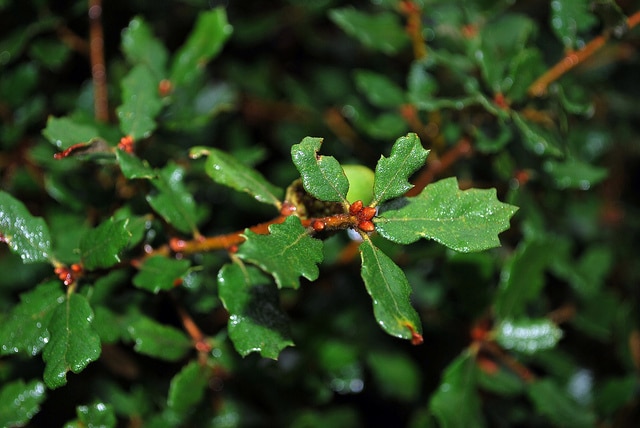 Quercus berberidifolia