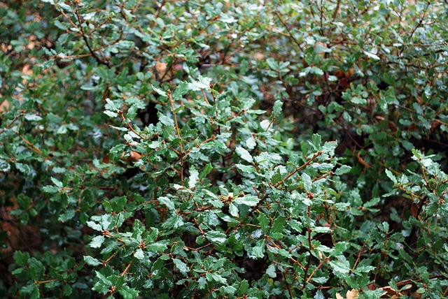 Quercus berberidifolia