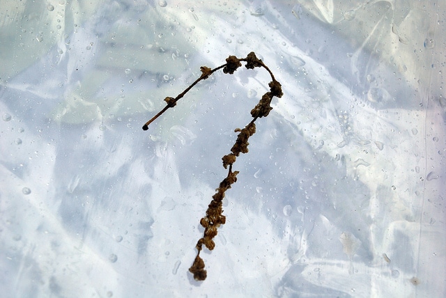 Quercus berberidifolia