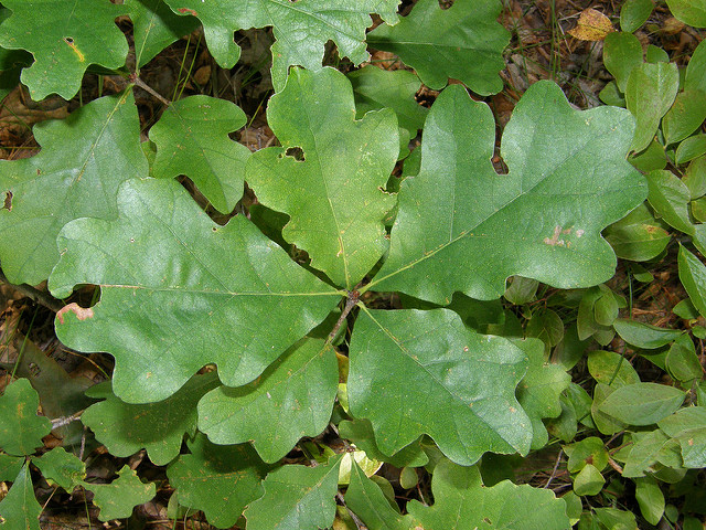 Chêne bicolore (Quercus bicolor)