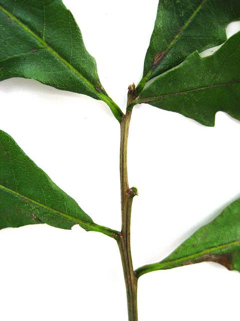 Chêne bicolore