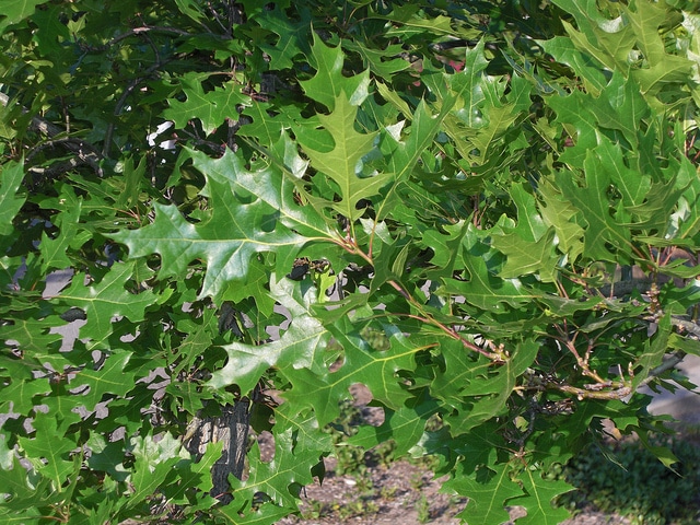 Quercus buckleyi
