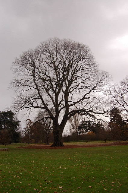 Quercus castaneifolia