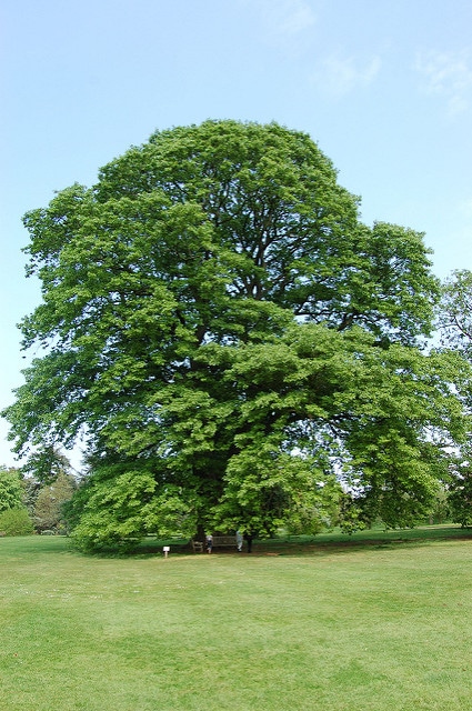 Quercus castaneifolia