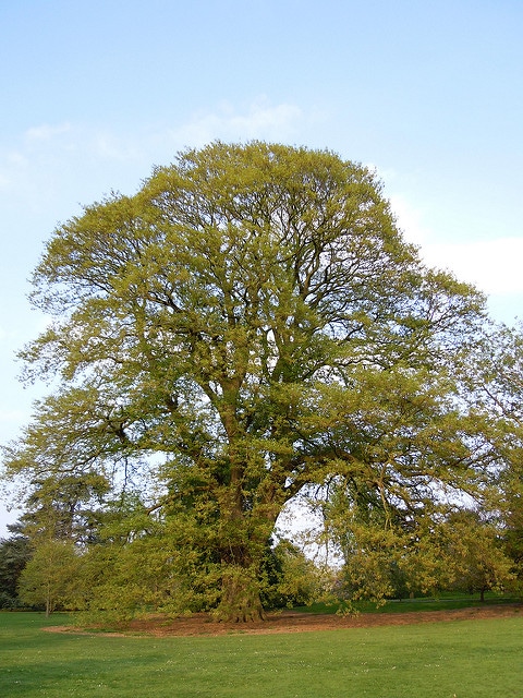 Quercus castaneifolia